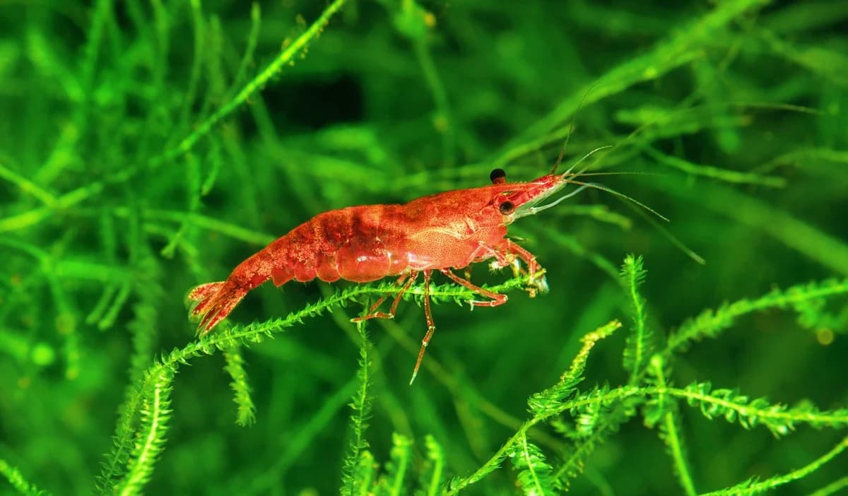 Freshwater shrimp tank at Somerset Shrimp Shack