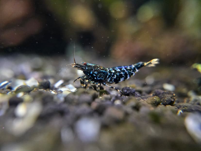 Caridina Shrimp
