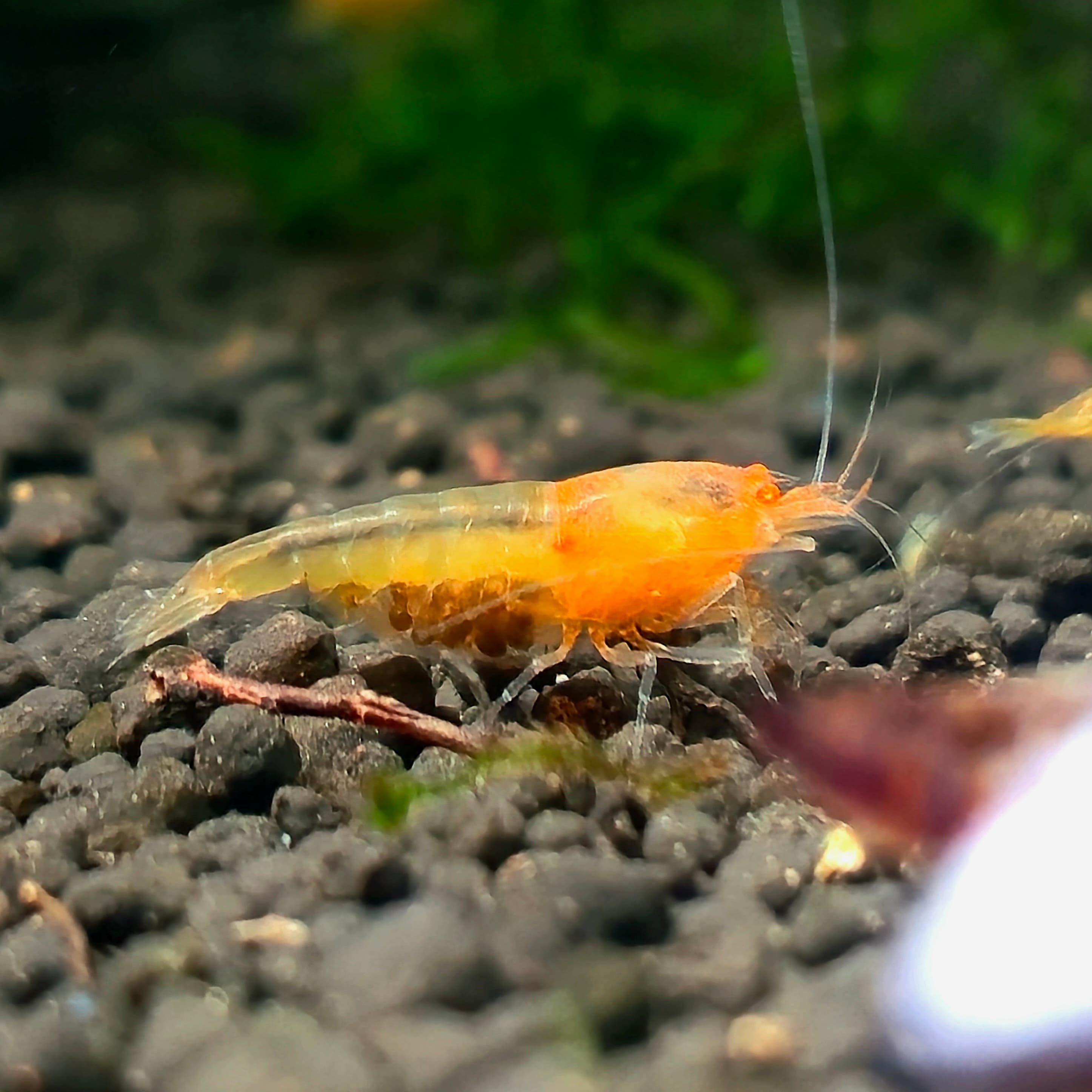 Orange Eye Yellow King Kong