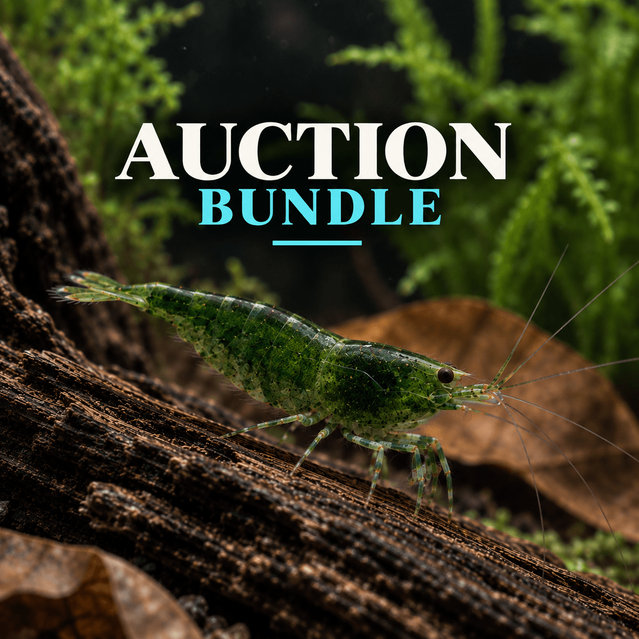 Kyles Cichlids Auction Bundle