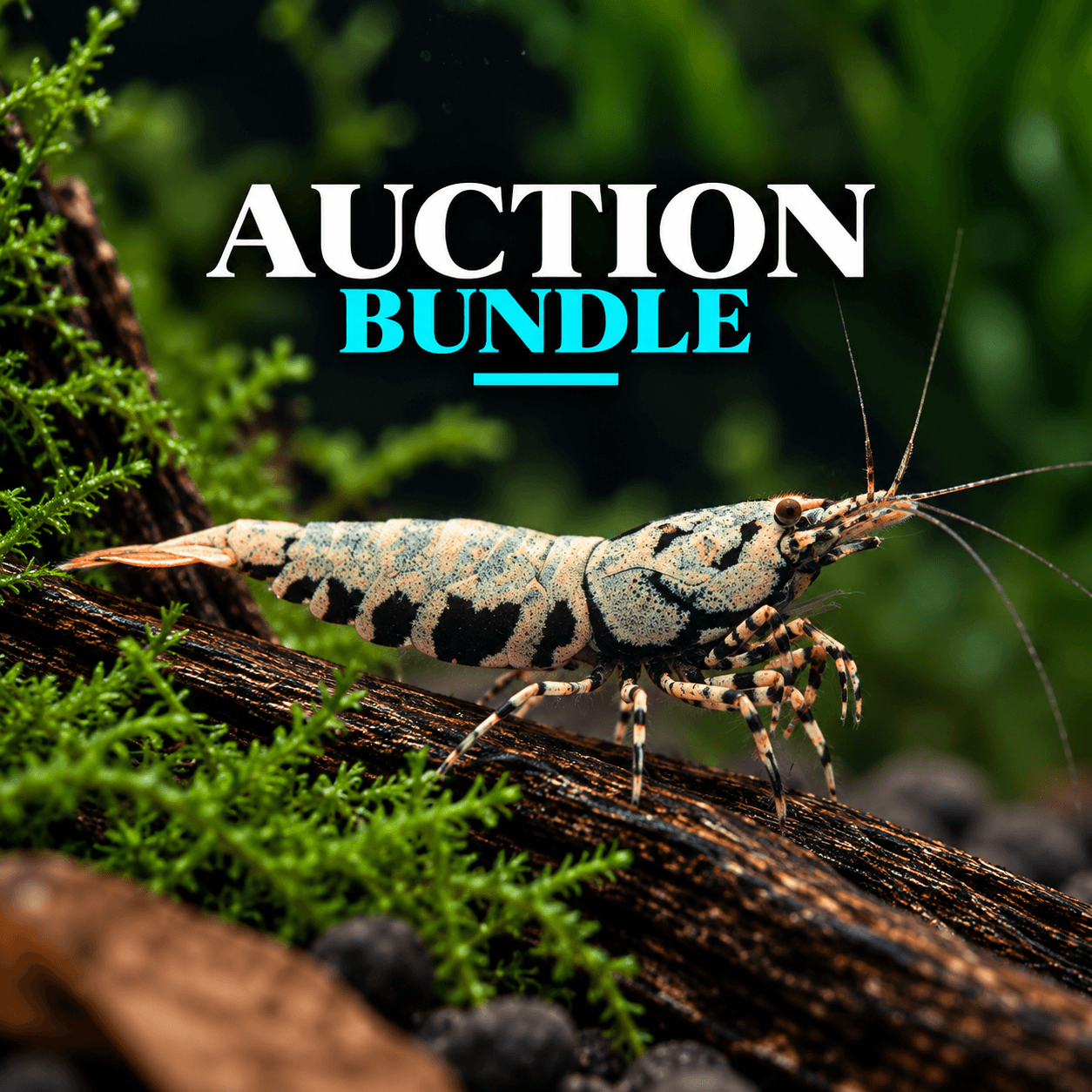 Dr ADHD Auction Bundle