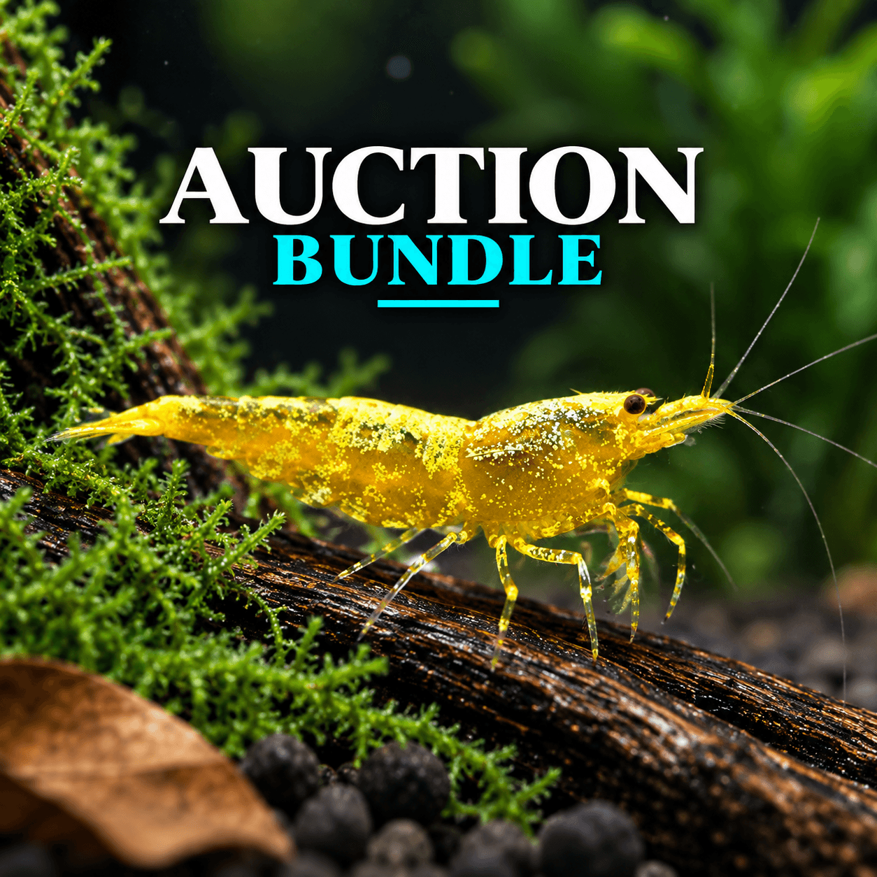 Kels Laffo Auction Bundle