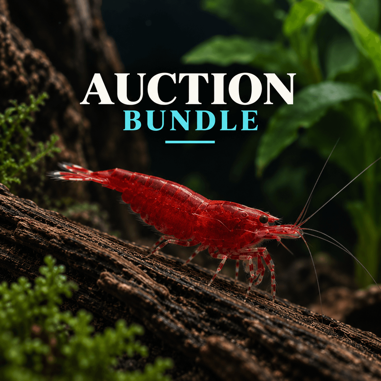 Elowyn Auction Bundle
