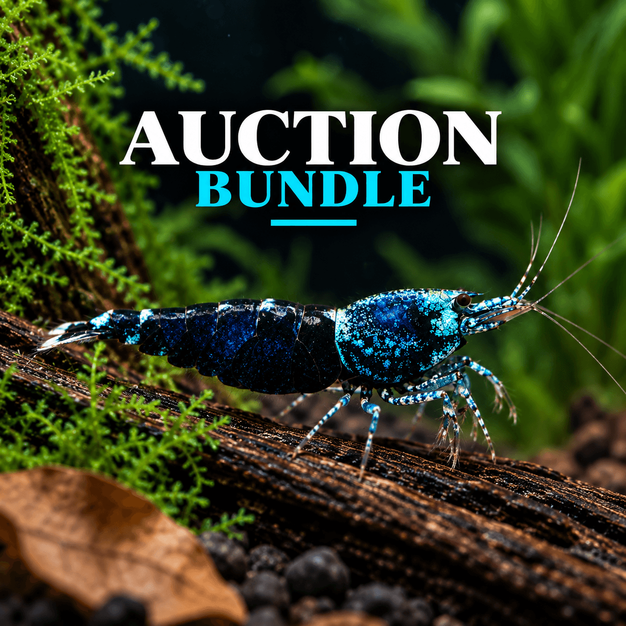 Barrhead Aquatics Auction Bundle