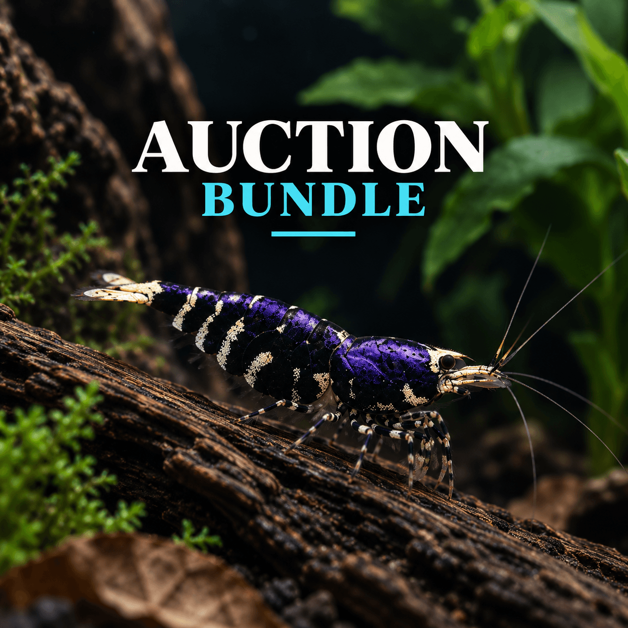 Mrs H Auction Bundle