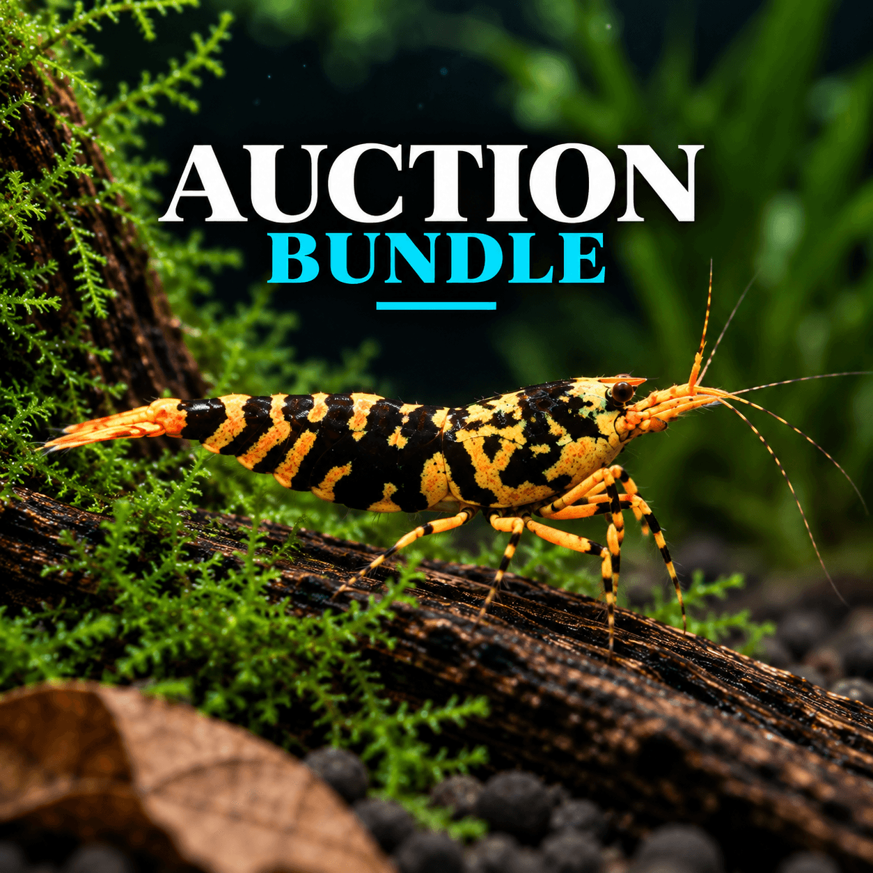 Mantha Auction Bundle