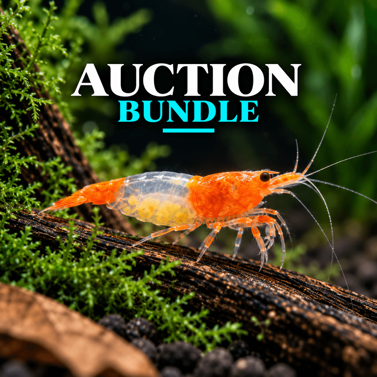 Cdog Auction Bundle