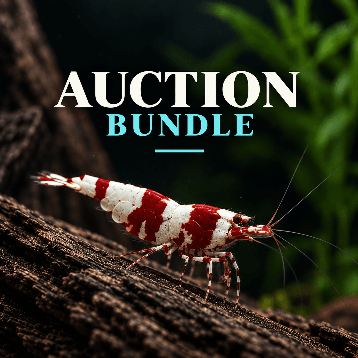 Jay Auction Bundle