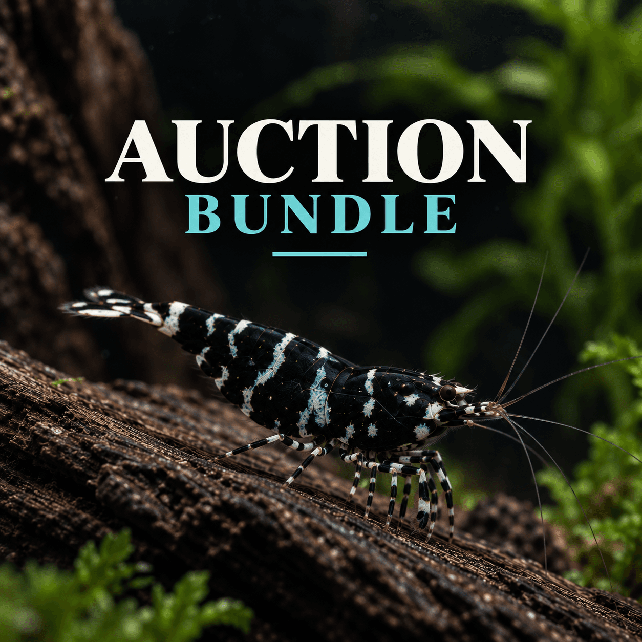 Elizabeth Denman Auction Bundle