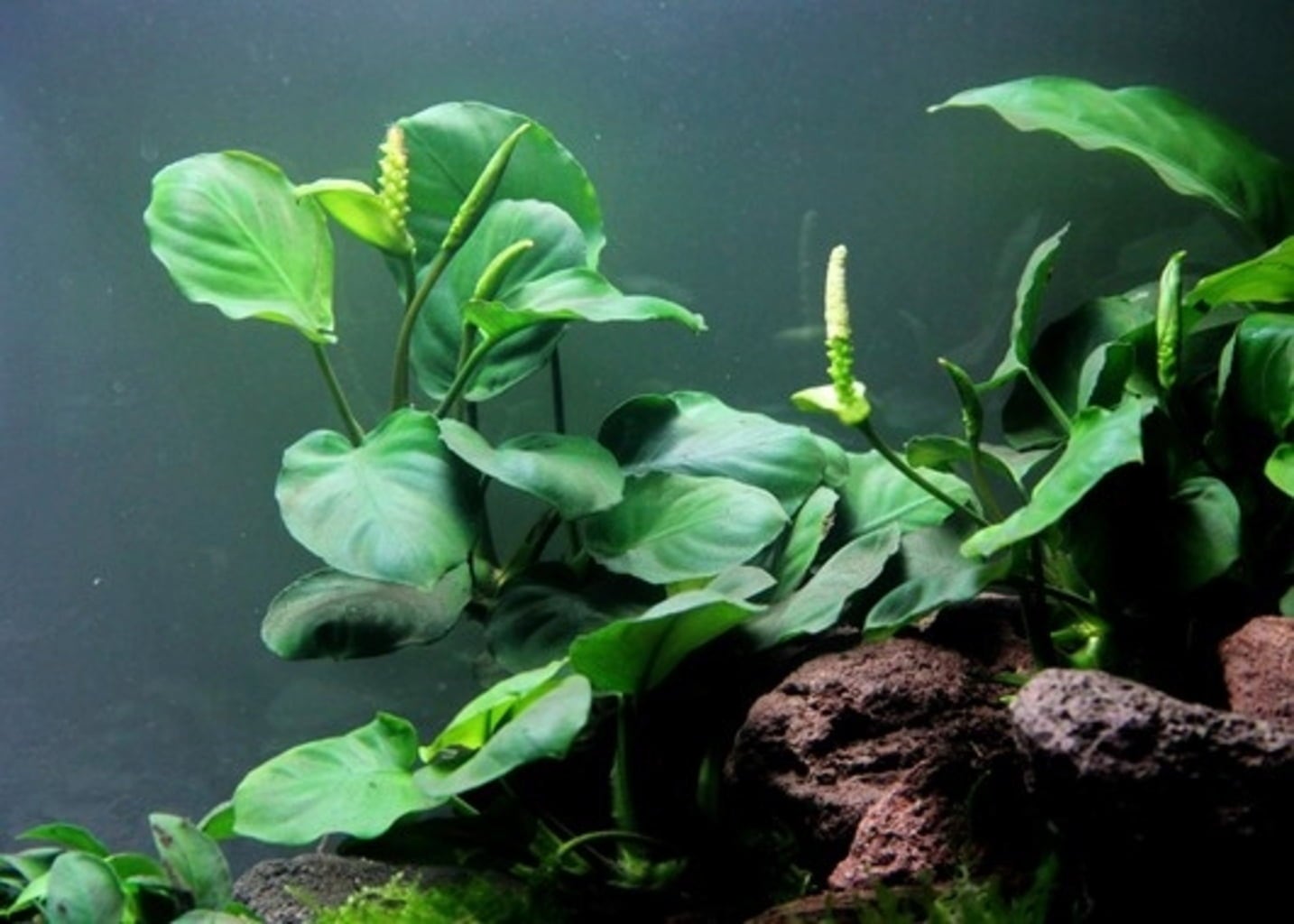 Anubias