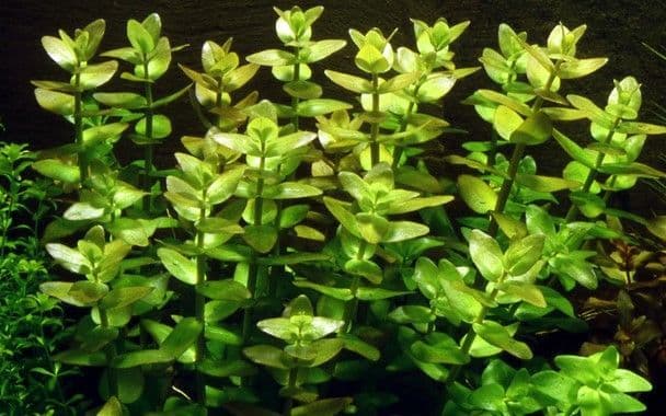 Bacopa