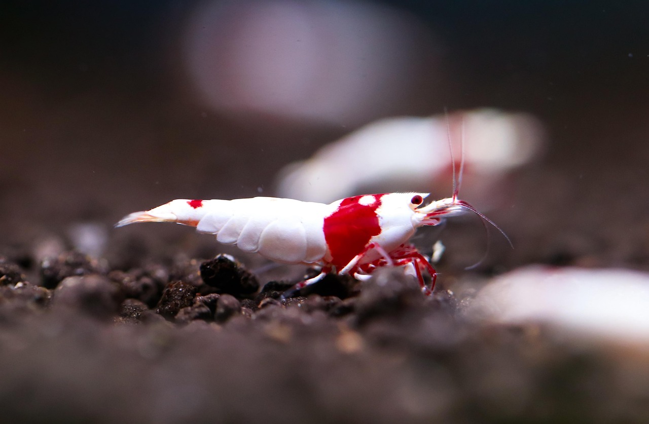 Caridina Shrimp