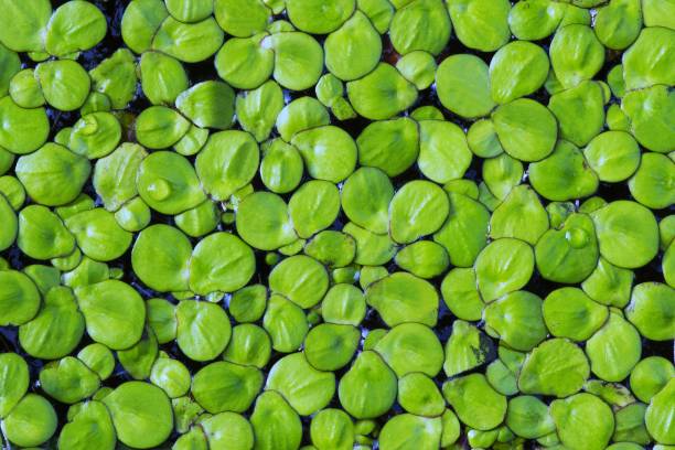 Duckweed