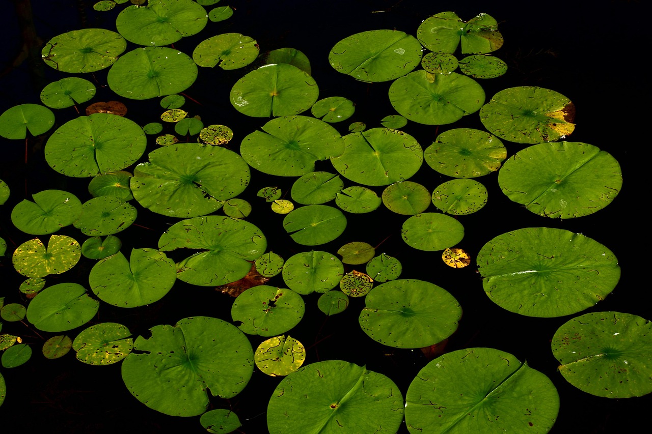Floating Plants