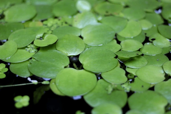 Frogbit