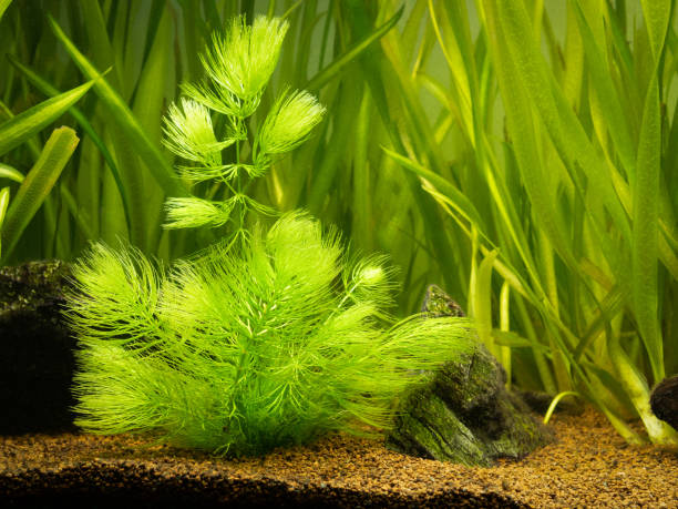 Hornwort