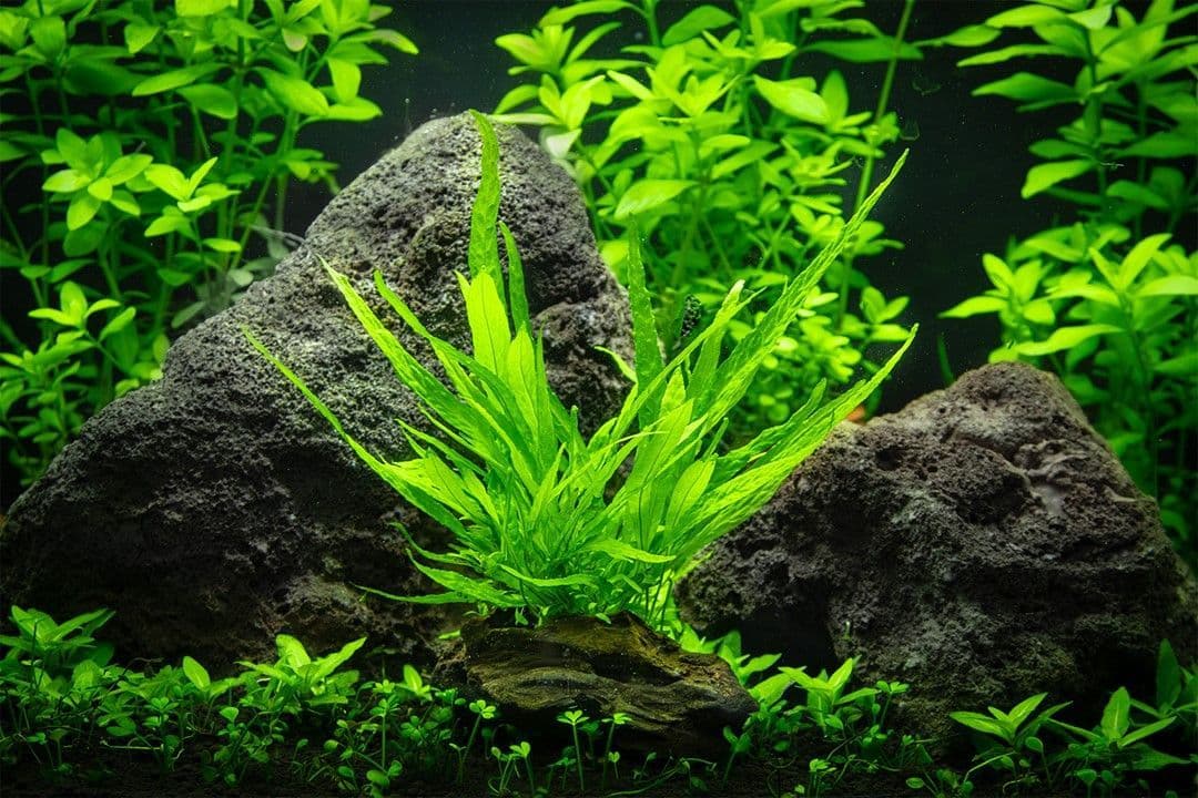 Java Fern