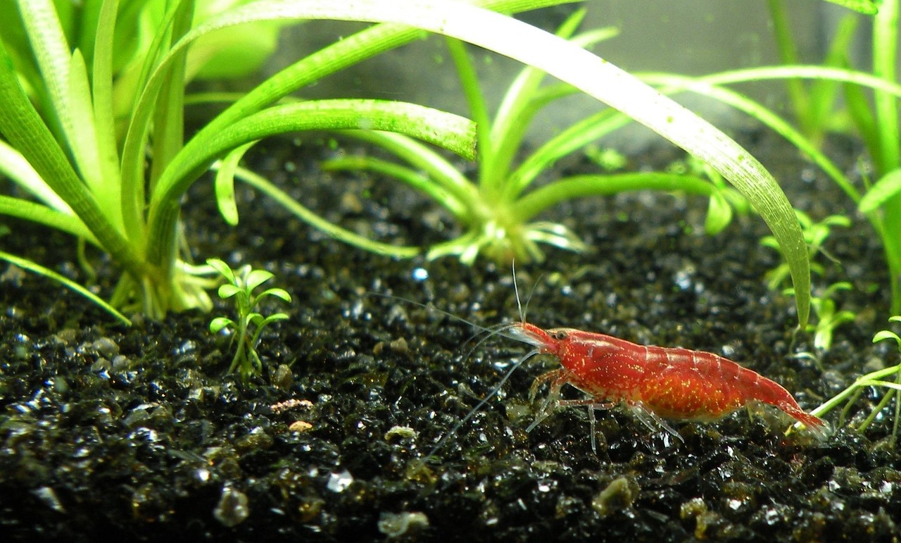 Neocaridina Shrimp