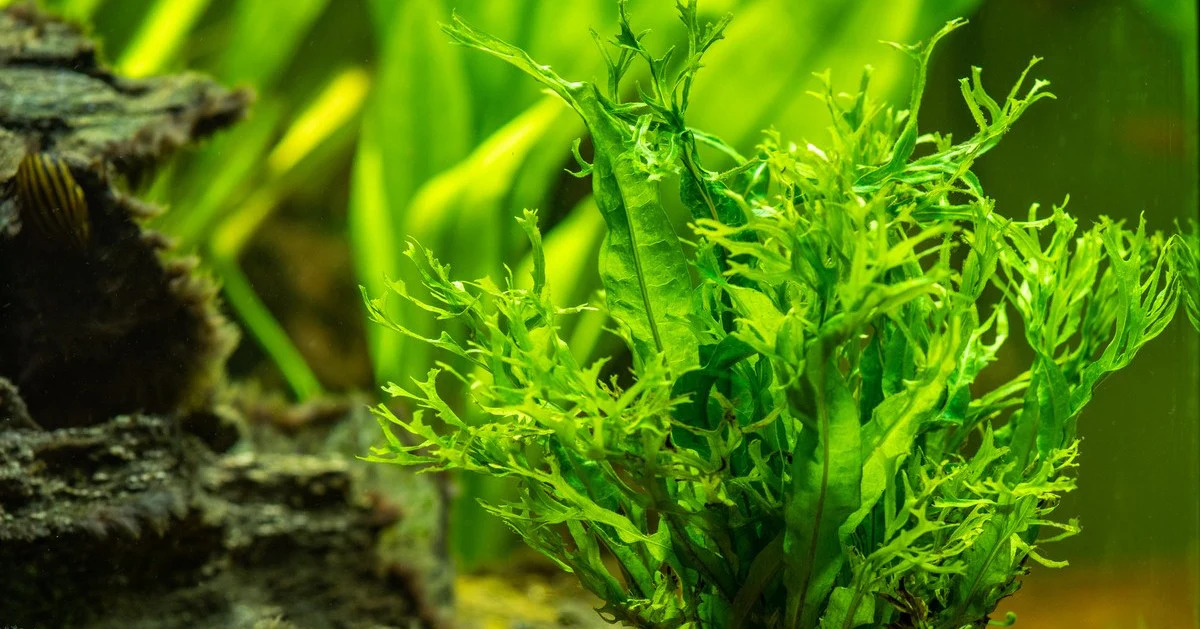 Planted Aquarium