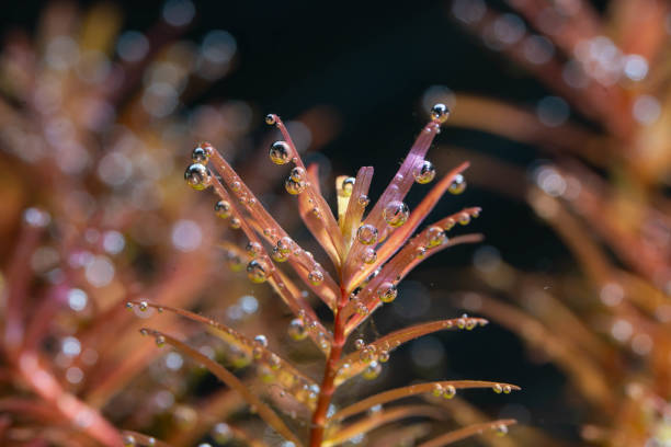 Rotala