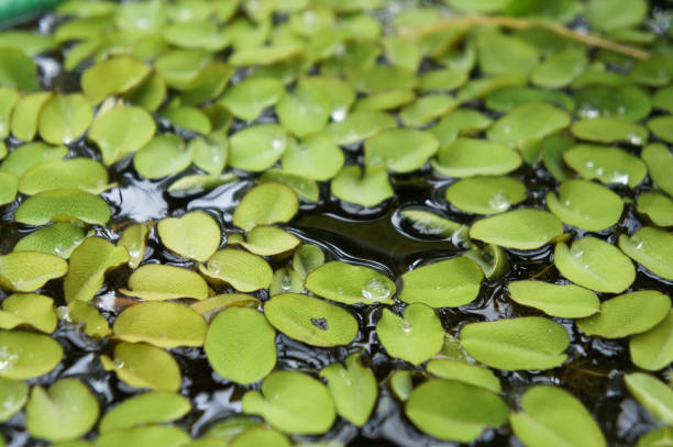 Salvinia