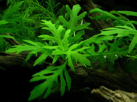 Stem Plants