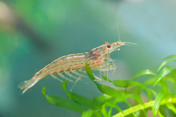 Caridina Crystal Red Shrimp