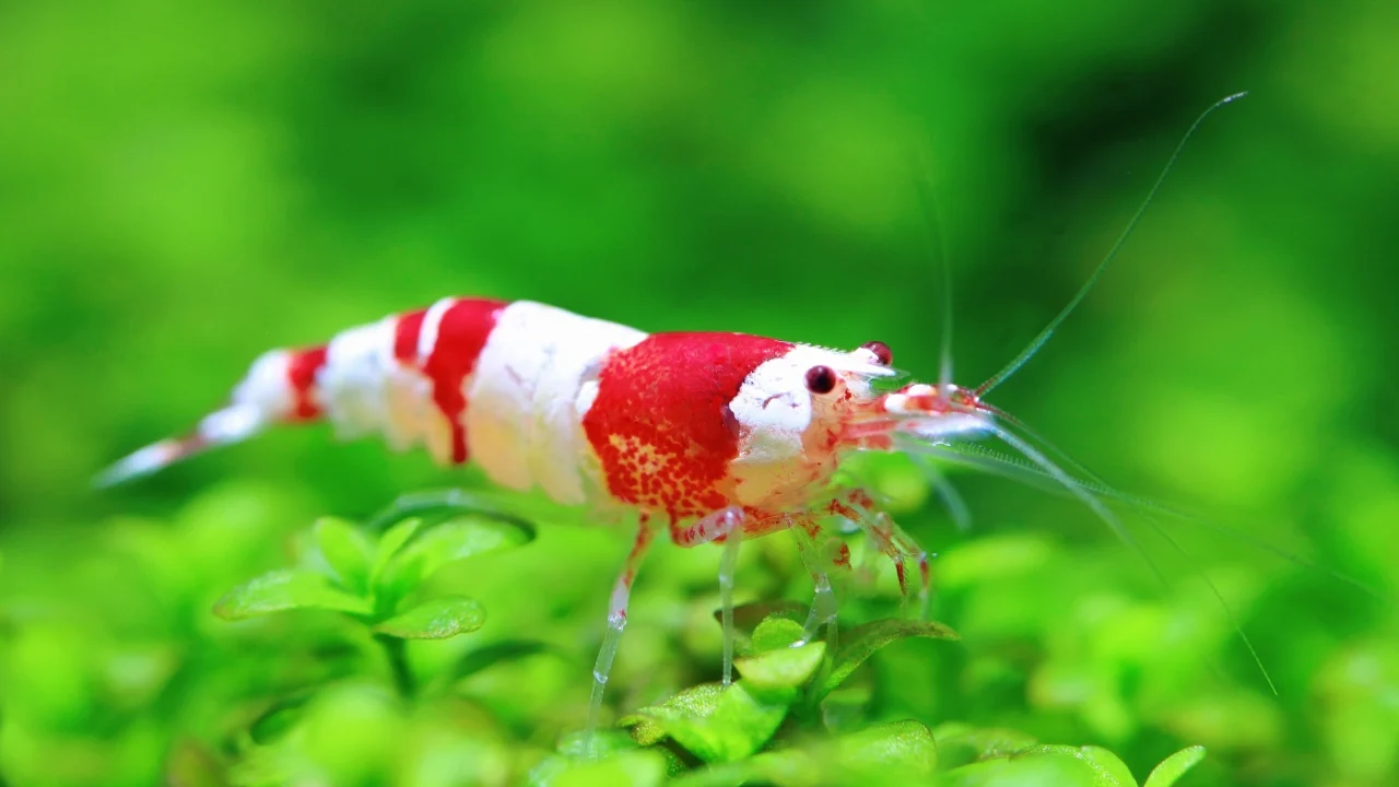Caridina Crystal Red Shrimp
