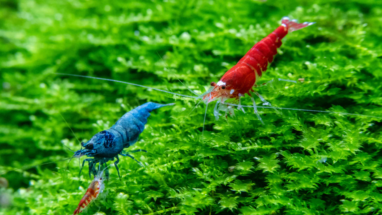 Caridina Crystal Red Shrimp