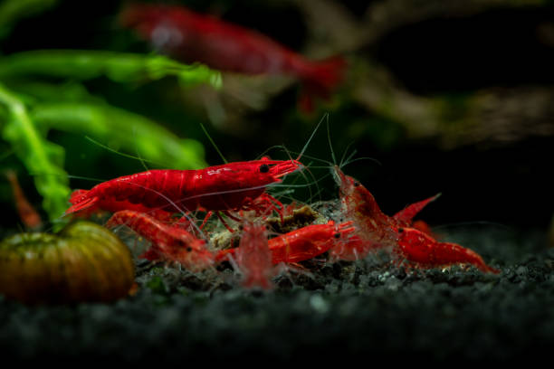 Neocaridina Cherry Shrimp