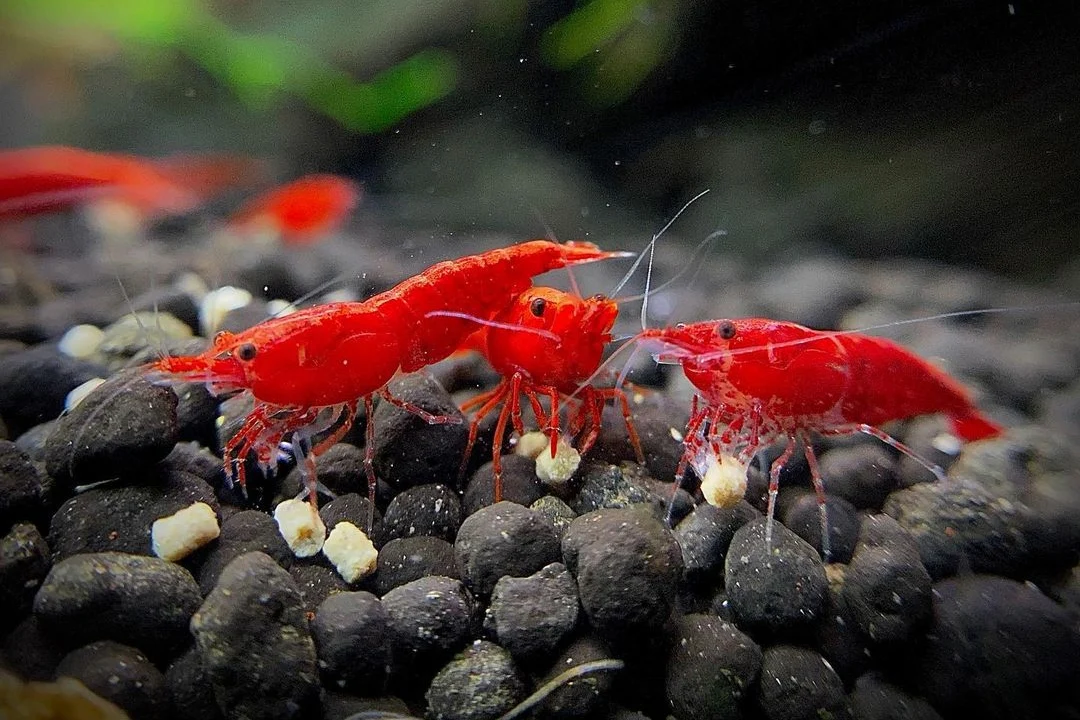Neocaridina Cherry Shrimp