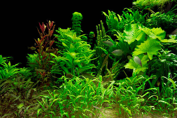 Planted Aquarium
