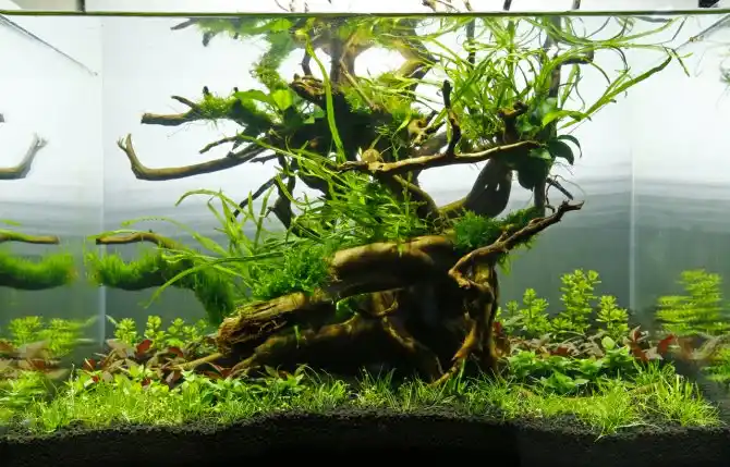 Planted Aquarium