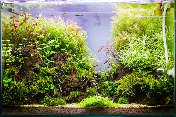 Shrimp Tank Setup