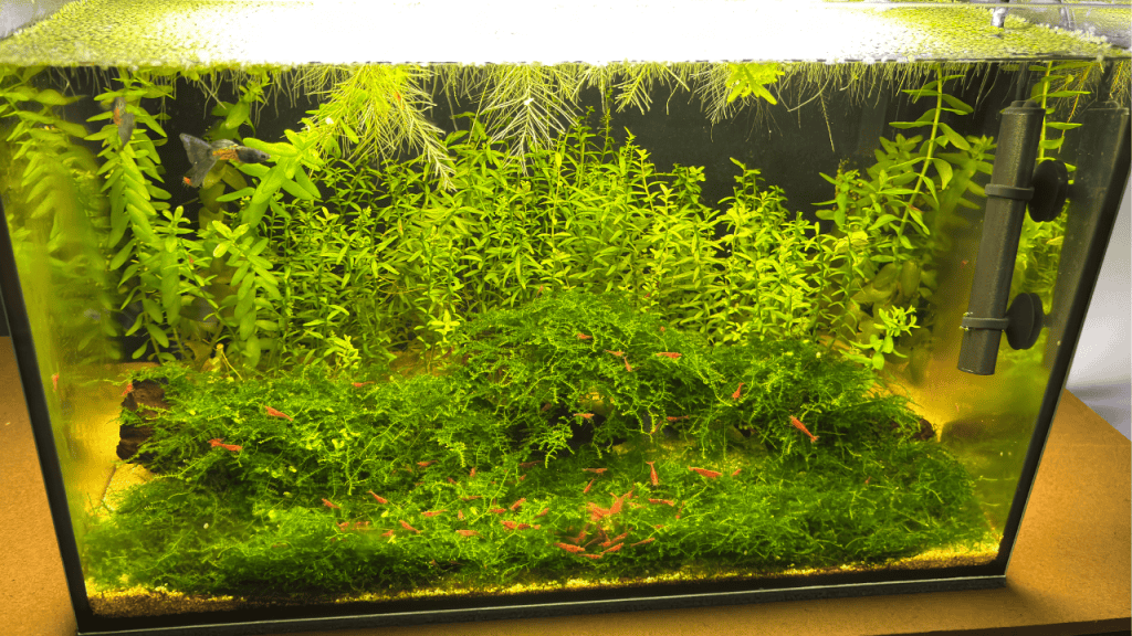 Shrimp Tank Setup